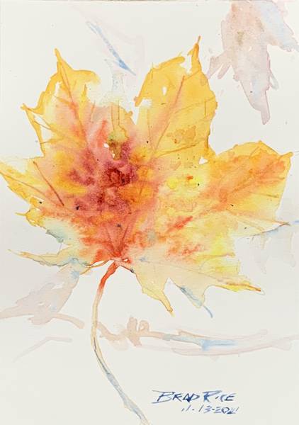 Delicate Maple Leaf